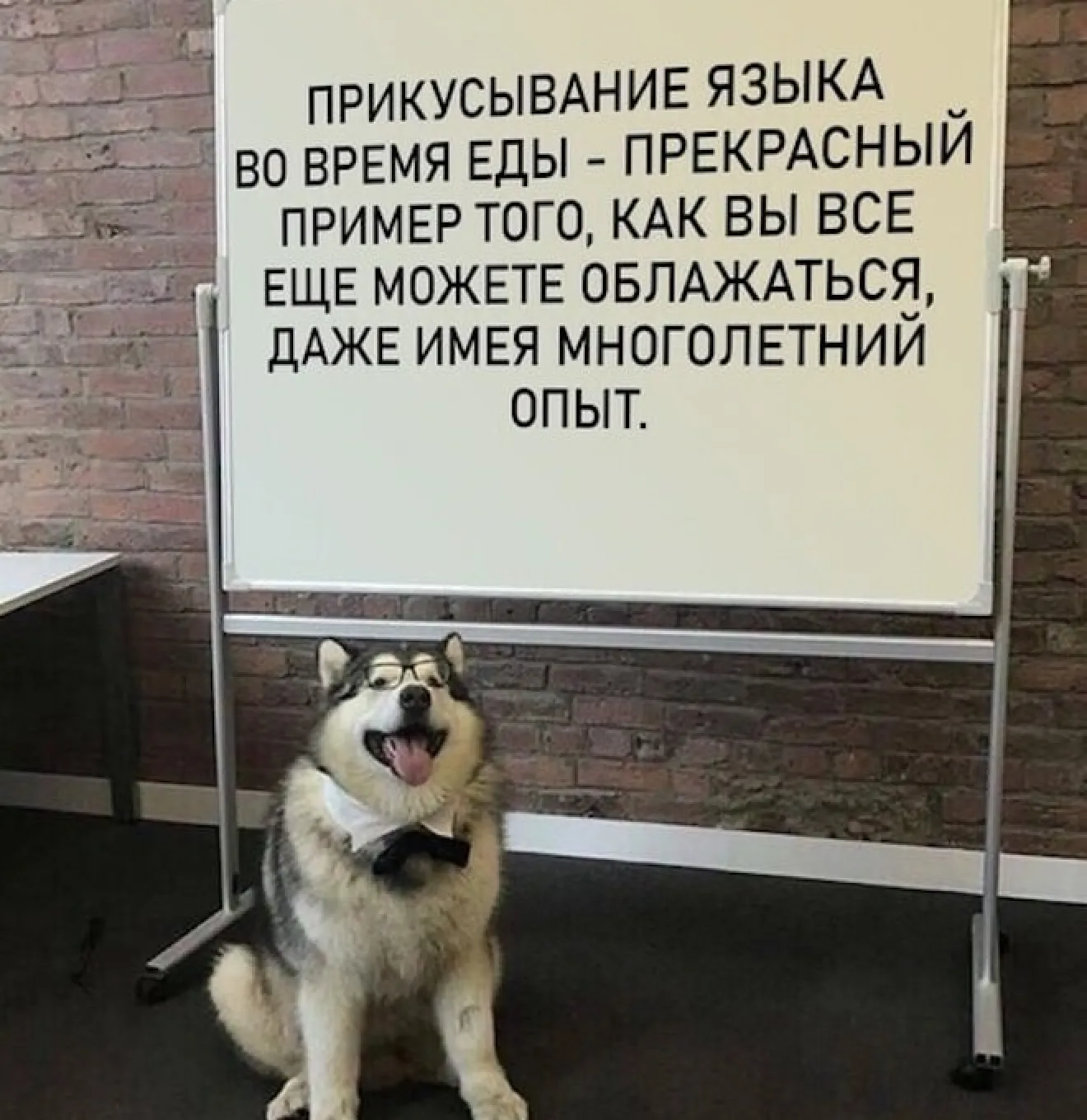 Хаски под доской напоминает, что ошибиться можно даже с многолетним опытом
